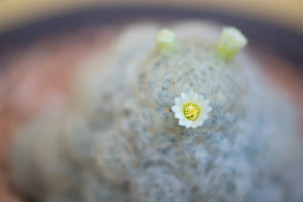 Flower Mammillaria Plumosa Cactus Pot — Stock Photo, Image