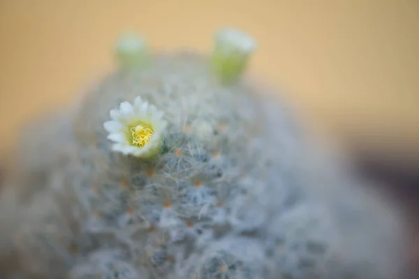 Weißer Kaktus Und Blume Topf — Stockfoto