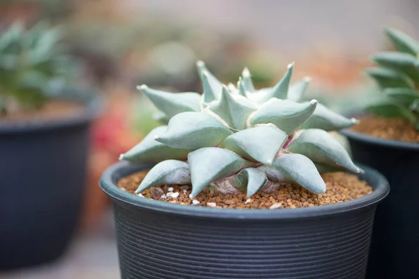 Ariocarpus Fissuratus Cactus Flower Pot — 스톡 사진