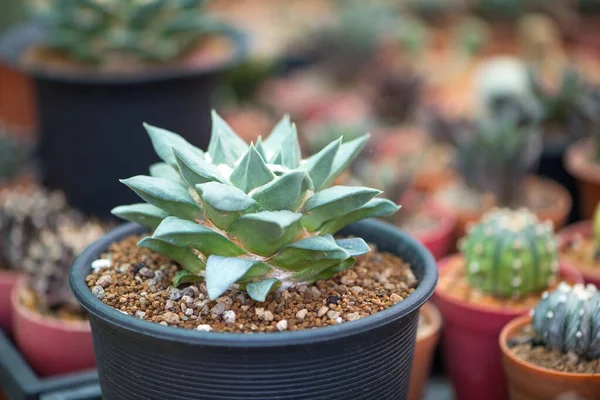 Ariocarpus Fissuratus Cactus Flower Pot — 스톡 사진