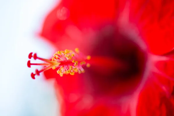 Closed Pollen Hibiscus Flowers — Stock Photo, Image