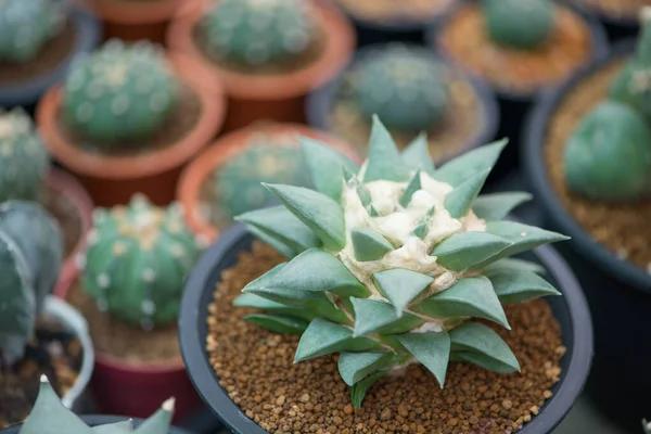 Ariocarpus Fissuratus Cactus Flower Pot — Stock Photo, Image