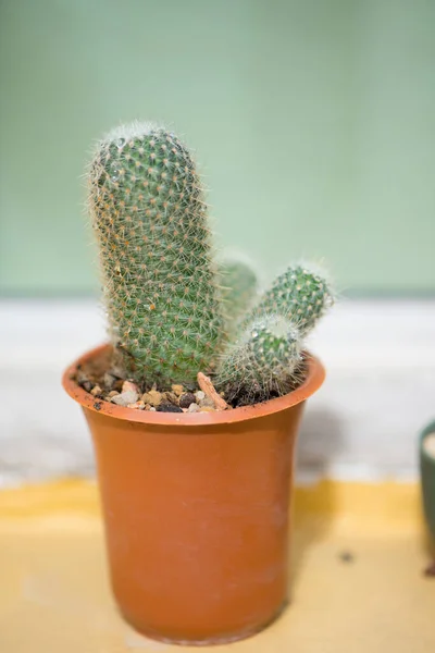 Cactus Verde Maceta —  Fotos de Stock