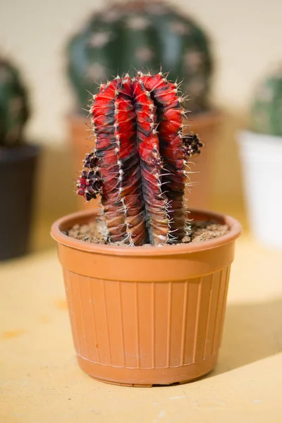 Cactus Gimnasia Maceta —  Fotos de Stock
