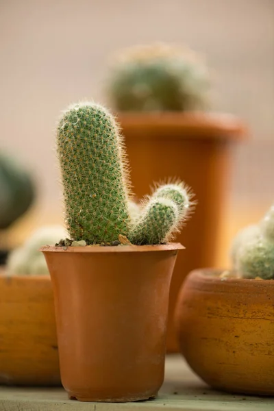 Cactus Vert Pot Fleurs — Photo