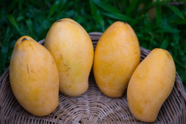 Sarı mangolar yeşil çimlerin üzerinde sepette