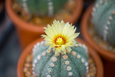 Astrofittum asterias kaktüs ve saksıda çiçek