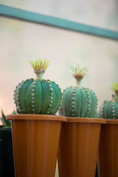 Astrophytum Asterias Kaktus Und Blume Topf — Stockfoto