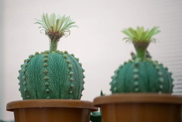 Astrophytum Asterias Kabuto Kaktus Und Blume Topf — Stockfoto