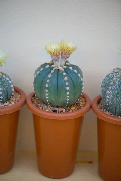 Astrophytum Asterias Kaktus Und Blume Topf — Stockfoto
