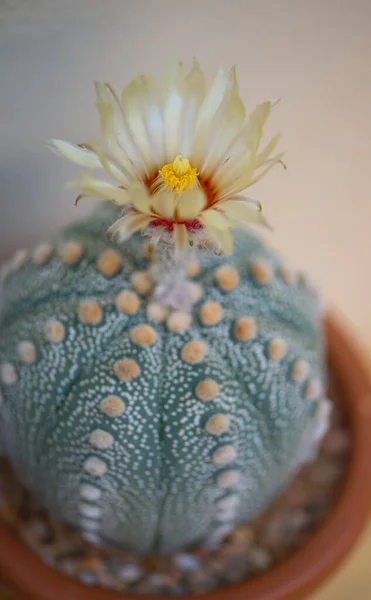 Astrophytum Asterias Kaktus Und Blume Topf — Stockfoto
