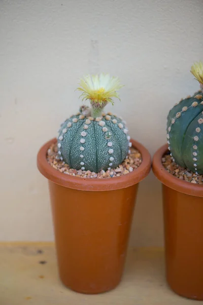 Astrophytum Asterias Kaktus Und Blume Topf — Stockfoto