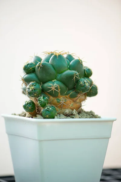 Coryphantha Elephantidens Cactus Flower Pot — Stock Photo, Image