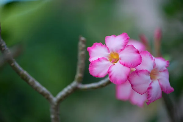 Rosa Flor Adenuim Rosa Del Desierto —  Fotos de Stock