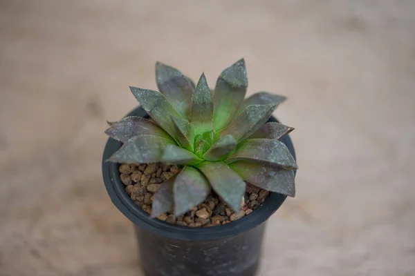 Haworthia Cactus Flower Pot — Stock Photo, Image