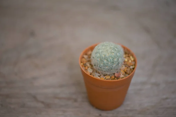 Mammillaria Plumosa Cactus Flower Pot — 스톡 사진
