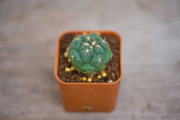 Coryphantha Elephantidens Cactus Flower Pot — Stock Photo, Image