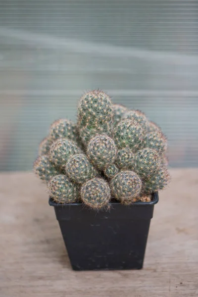 Mammillaria Cactus Flower Pot — 스톡 사진