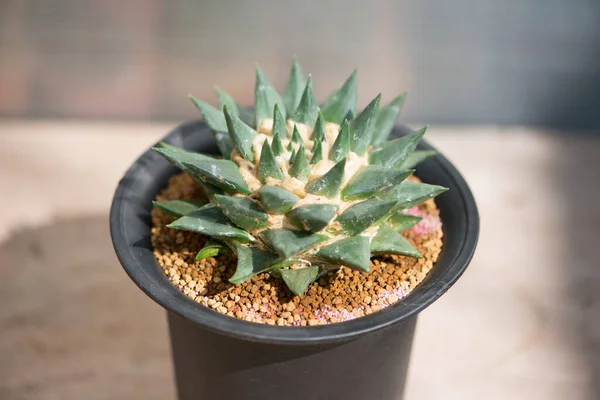 Ariocarpus Trigonus Cactus Flower Pot — Stock Photo, Image