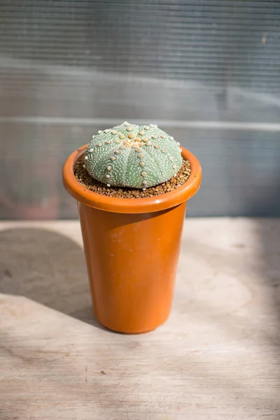 Astrophytum Asterias Cactus Flower Pot — 스톡 사진