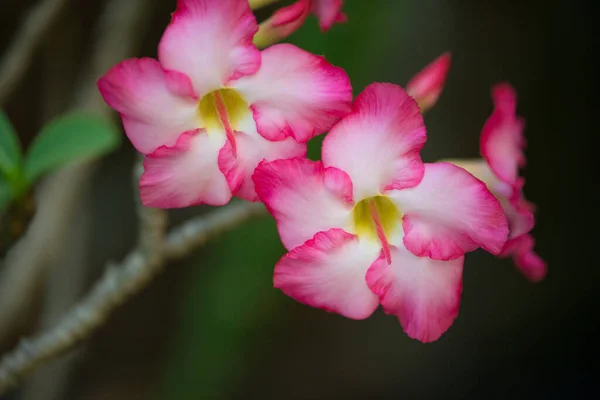 Adenuim Pembe Çiçeği Çöl Gülü — Stok fotoğraf