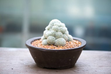 Küçük asma ağacı doğa geçmişini gösterir