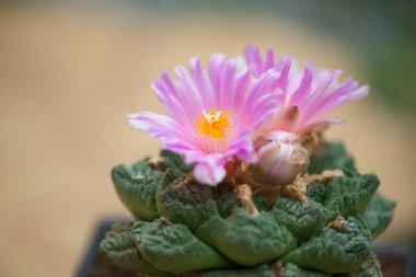 Ariocarpus kaktüsünün pembe çiçeği.