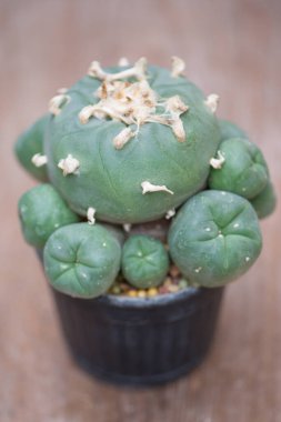 Çiçek kabında Lophophora kaktüsü