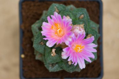Ariocarpus kaktüsünün pembe çiçeği.