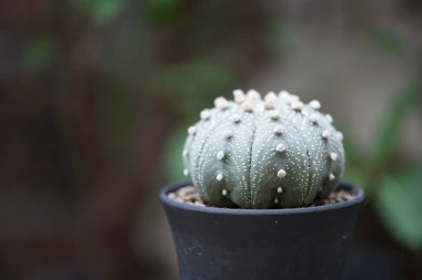 Çiçek kabında Astrofittum kaktüsü