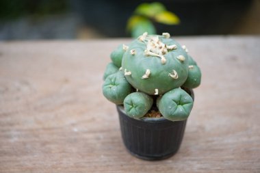Çiçek kabında Lophophora kaktüsü