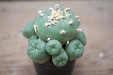 Çiçek kabında Lophophora kaktüsü