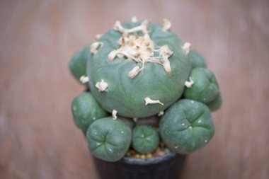 Çiçek kabında Lophophora kaktüsü