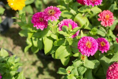 Bahçedeki Pembe Zinnia Çiçeği