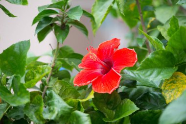 Yeşil üzerine kırmızı Hibiscus çiçekleri