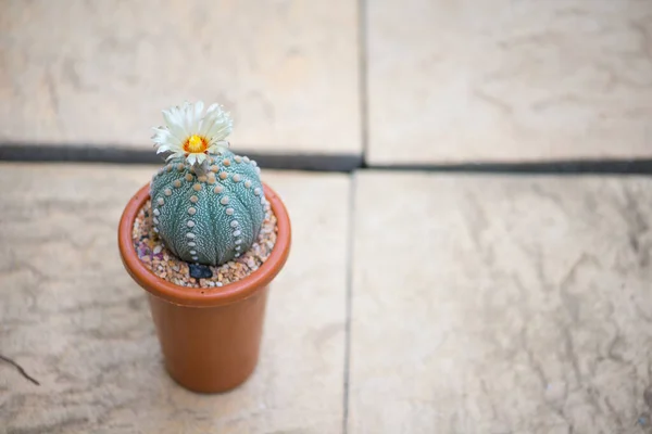 Flower Astrophytum Asterias Cactus — 스톡 사진