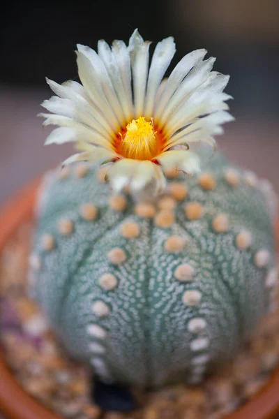 Fiore Astrophytum Asterias Cactus — Foto Stock