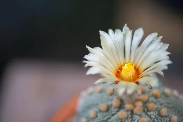 Fleur Astrophytum Asterias Cactus — Photo