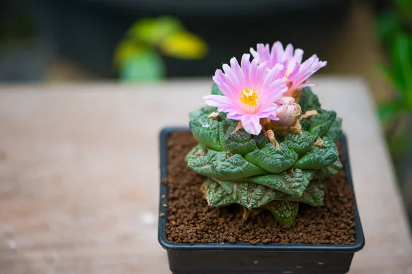 Fiore Rosa Cactus Ariocarpus — Foto Stock