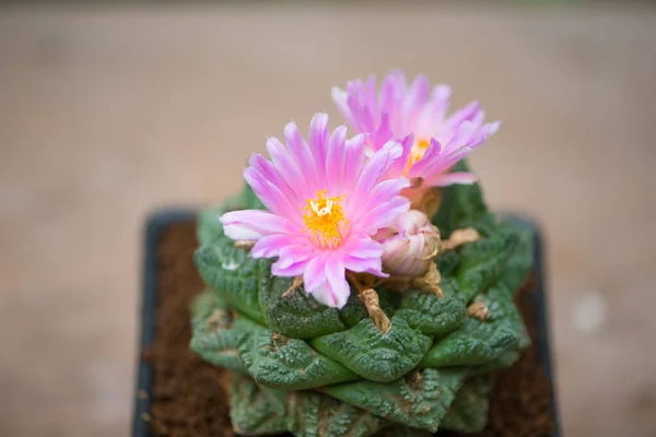 Pink Flower Ariocarpus Cactus — Stock Photo, Image