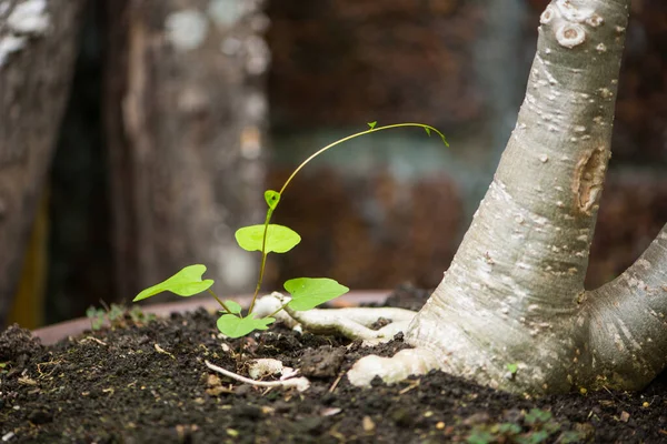 Little Vine Tree Show Nature Background — Stock Photo, Image