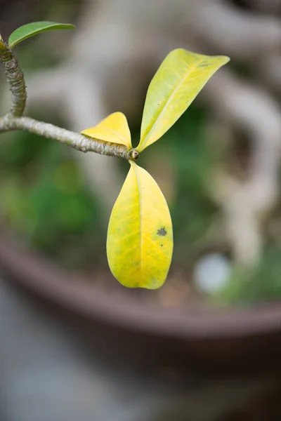 Gelbe Blätter Garten — Stockfoto