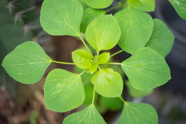 Foglie Verdi Chiuse Pianta — Foto Stock