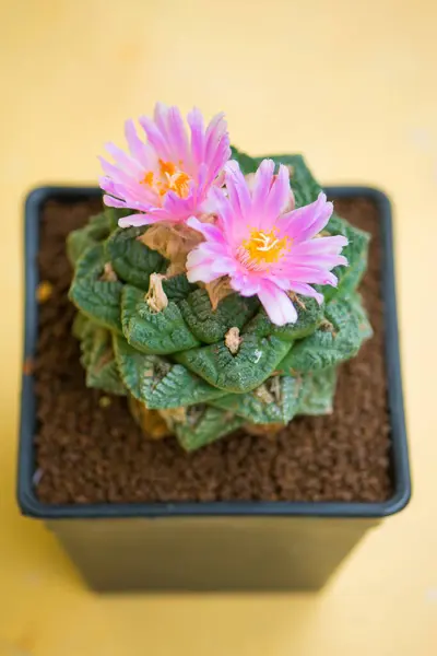 Fiore Rosa Cactus Ariocarpus — Foto Stock