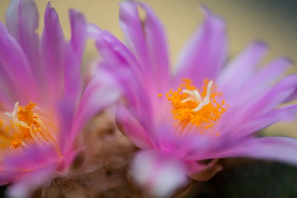 Розовый Цветок Кактуса Ариокарпа — стоковое фото