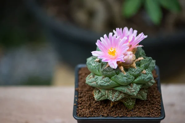 Fiore Rosa Cactus Ariocarpus Giardino — Foto Stock