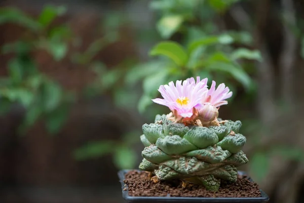 Fiore Rosa Cactus Ariocarpus Giardino — Foto Stock