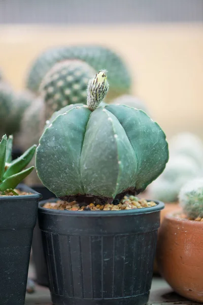 Astrophytum Myriostigma Kaktus Blomkruka Trädgården — Stockfoto