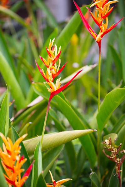 Pájaro Del Paraíso Flor Strelitzia — Foto de Stock