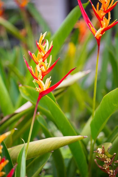 Pájaro Del Paraíso Flor Strelitzia — Foto de Stock